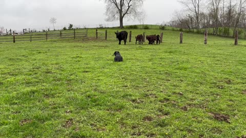 4/11/2025 Wendy Cows and Calves 2