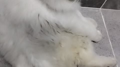 Cat animal love funny