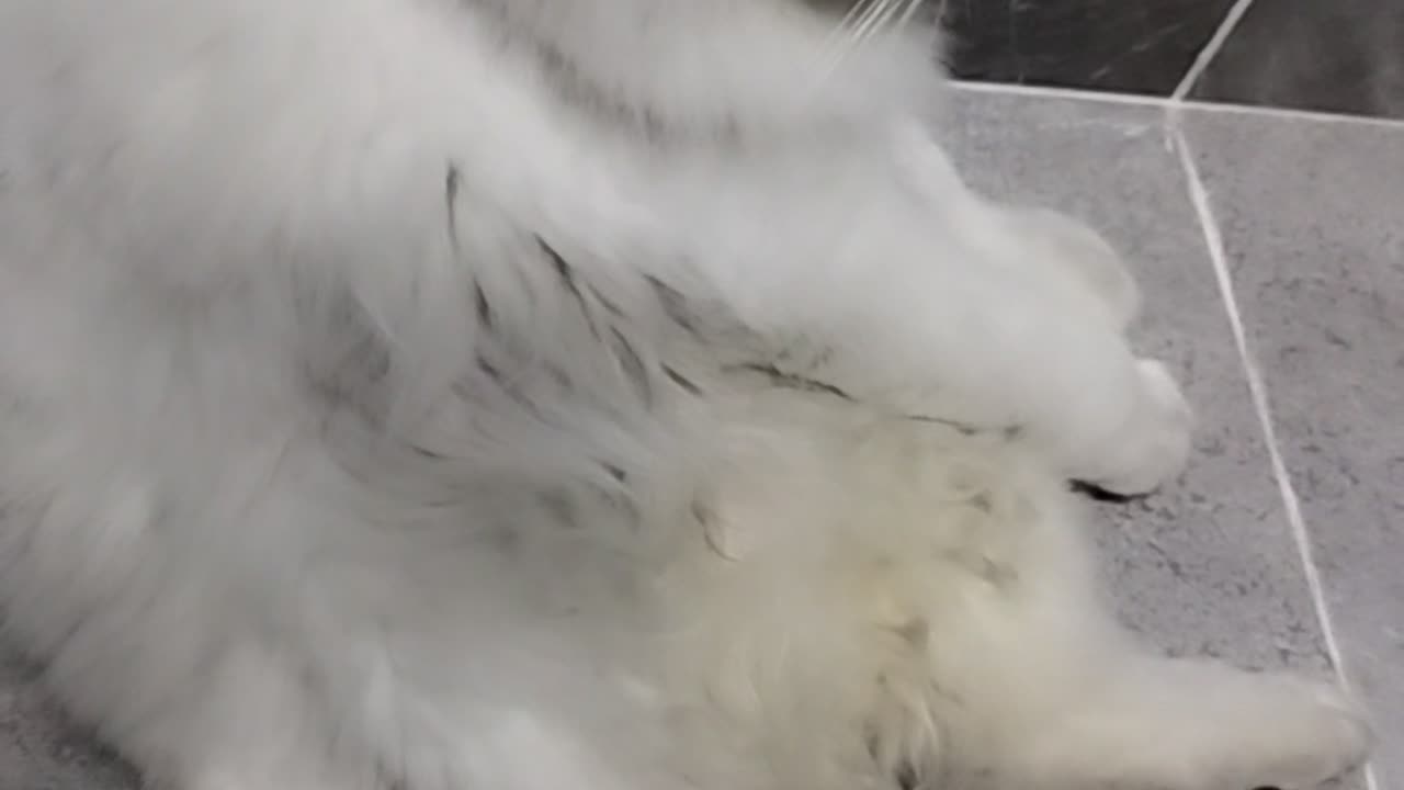 Cat animal love funny