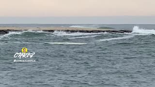 DO YOU SEE THE SEAL?