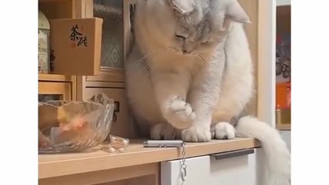 😂😲 Who, Me? This Reaction is Golden! | FunFM