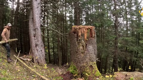 Building a complete WINTER SHELTER on a old TREE STUMP in harsh conditions!