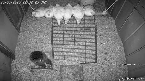 Millar Time Chicken Cam