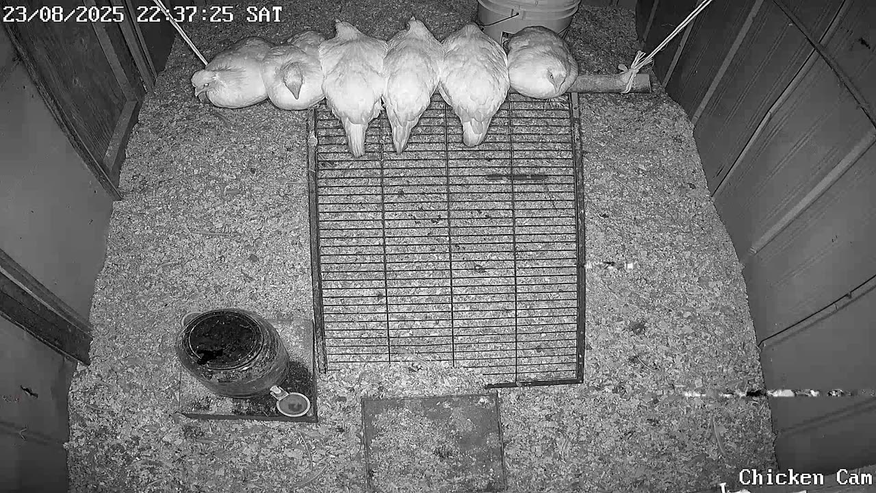 Millar Time Chicken Cam