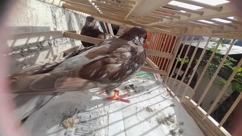 Water and Minerals Keeping Pigeons Hydrated and Balanced