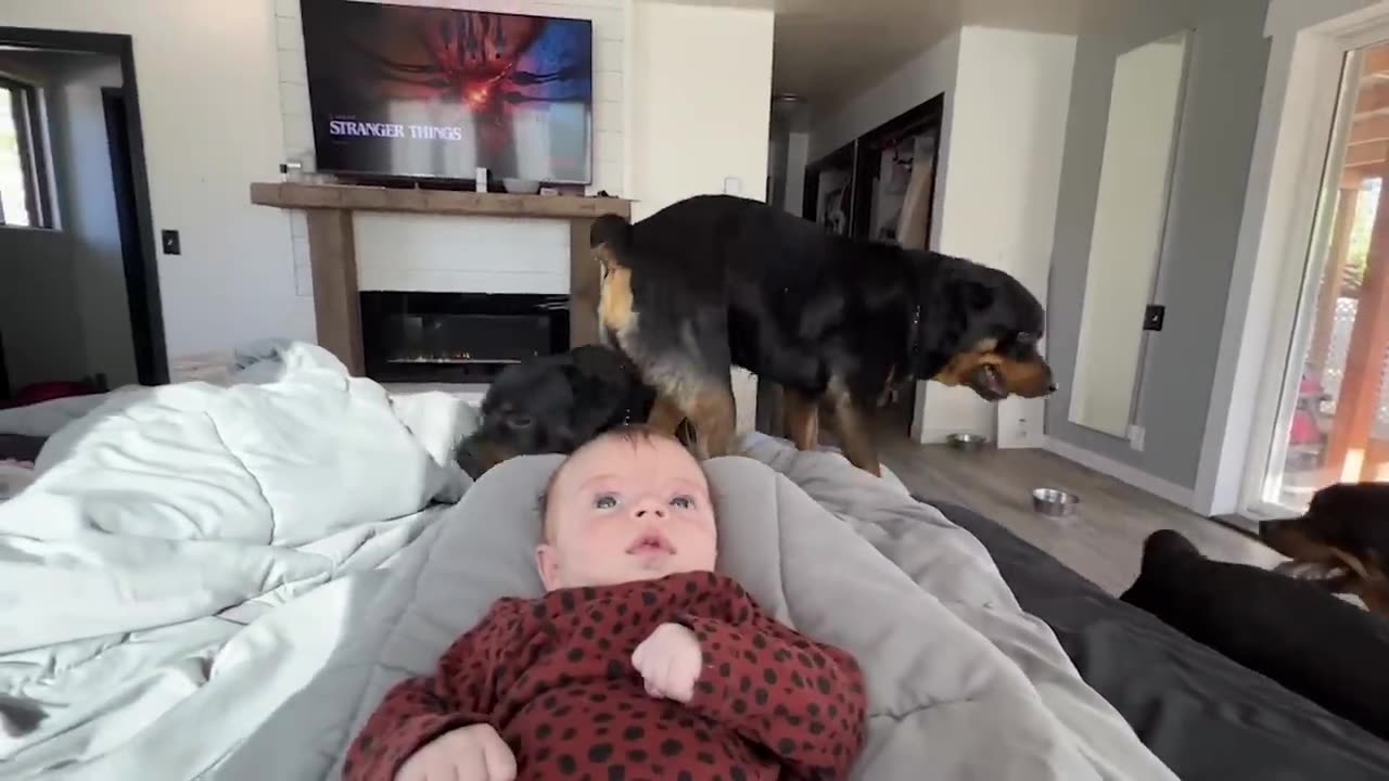 FUNNIEST Viral Dogs EVER!!