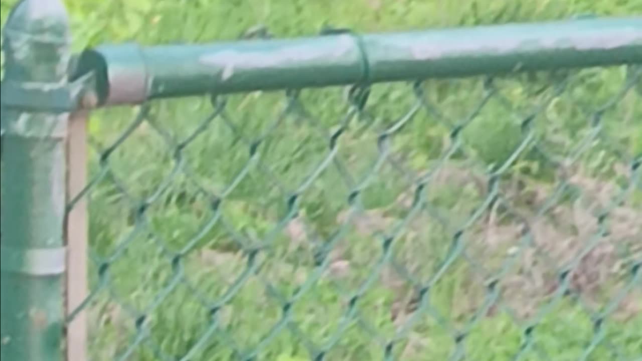 Racoon eating.