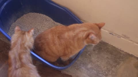 Litter Box Drama: Ginger's Relief, Simba's Clean-up