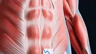 What happens to the body when you fast for 36 hrs?