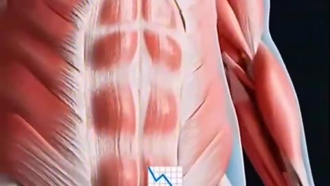 What happens to the body when you fast for 36 hrs?