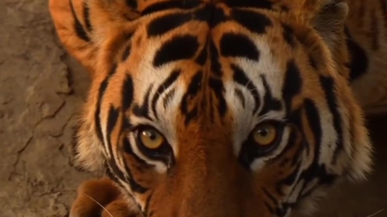 Animal transformation