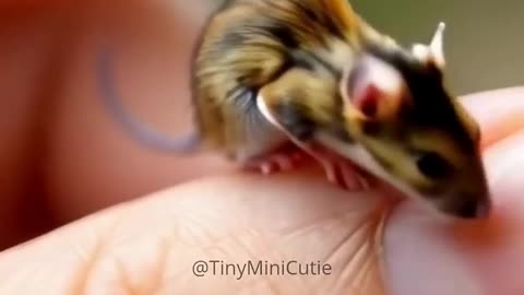 This Little Mouse Is Too Funny and Too Cute! 🐭💕 #cuteanimals #cute #viral #viralvideo #shorts