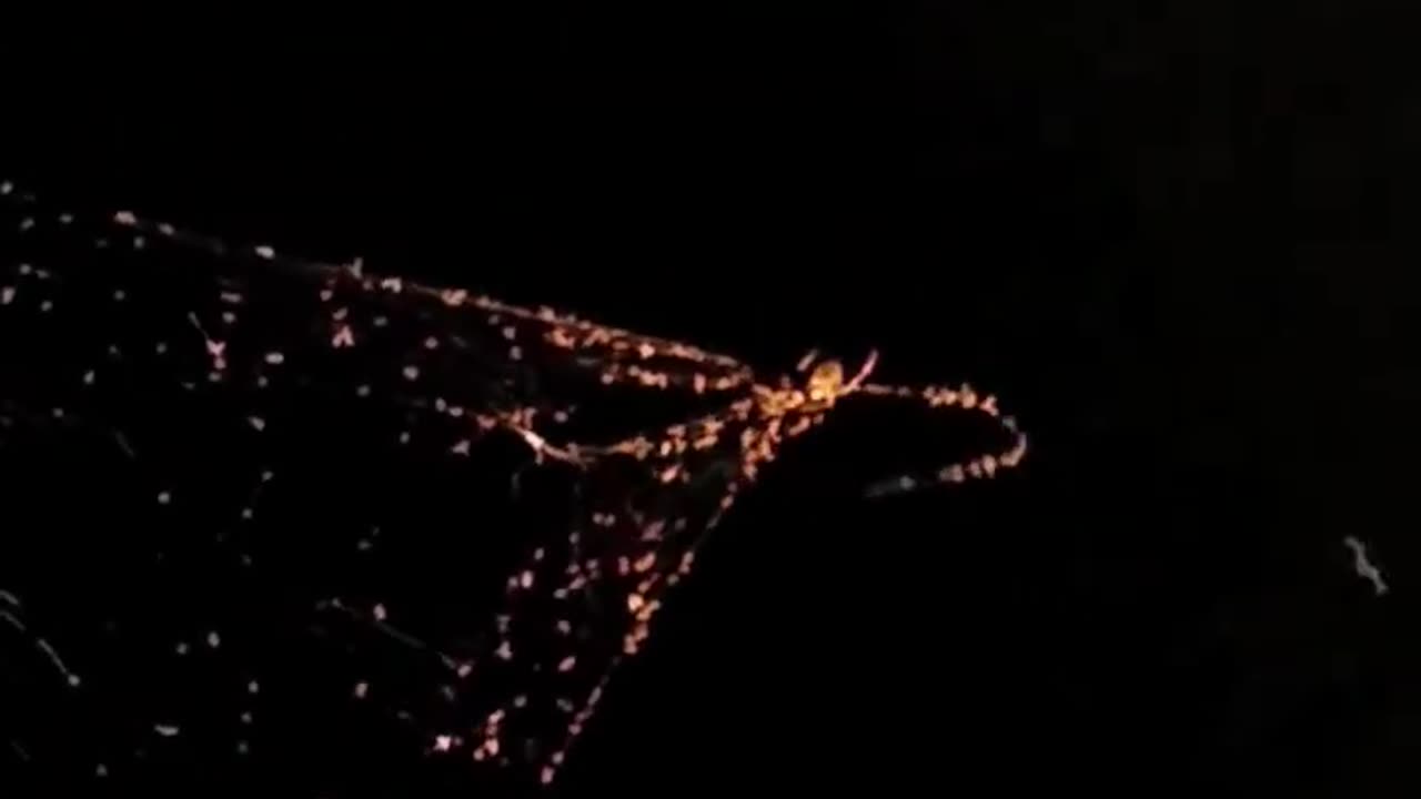 Spider packing up befor thunderstorm moves in