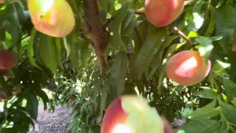 White Peaches