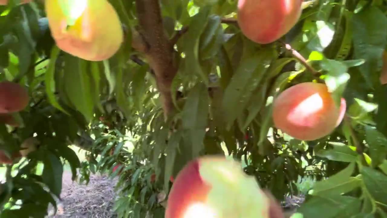 White Peaches