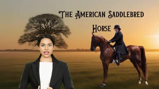 The American Saddlebred Horse