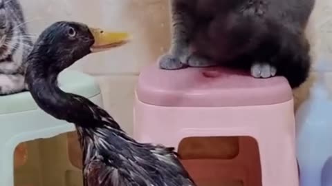 Funny cat videos