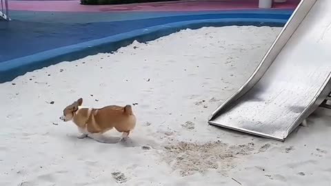 Dog's Comedy Videos 🤣 so cute videos 😍 funny videos 🤣