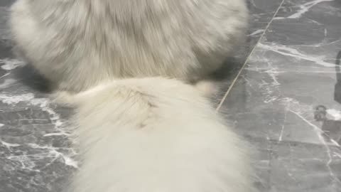 Cat cute white funny animal