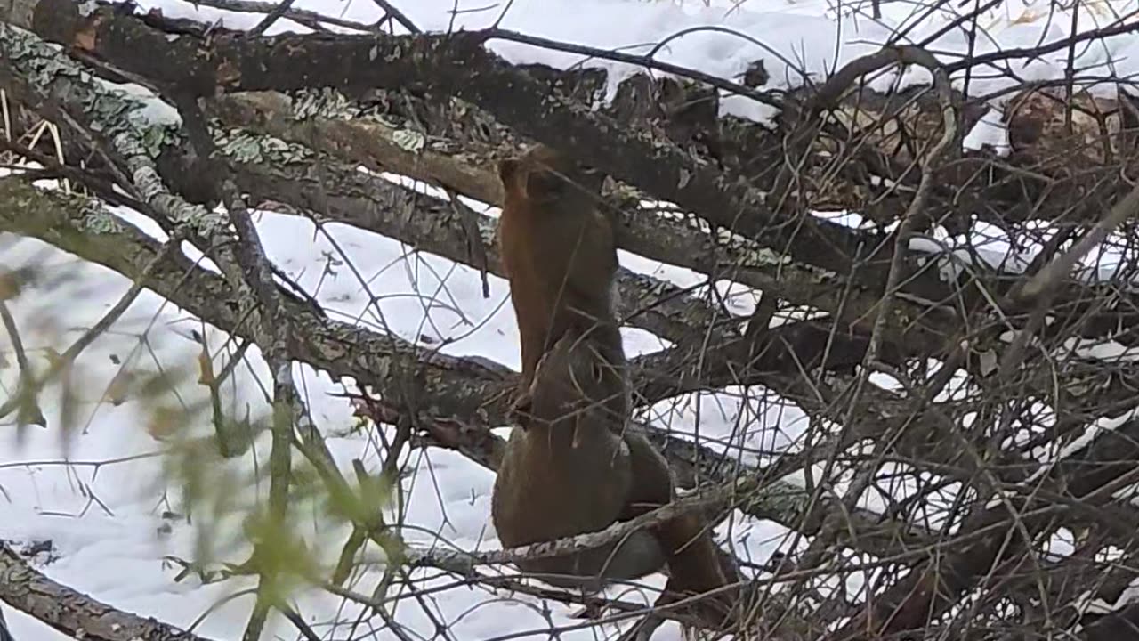 Squirrels Do Springtime Ride Together