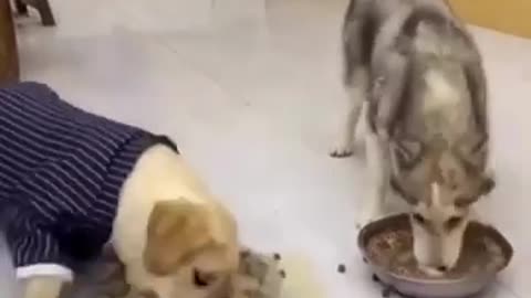 Husky vs Labrador Eating Showdown! 🍽️😂 | Funny Dog Video