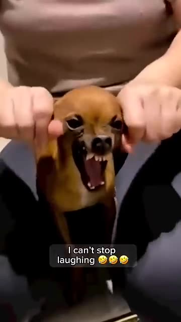Funny Animals video