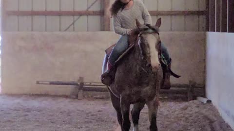 Teaching Diva to stay in a canter