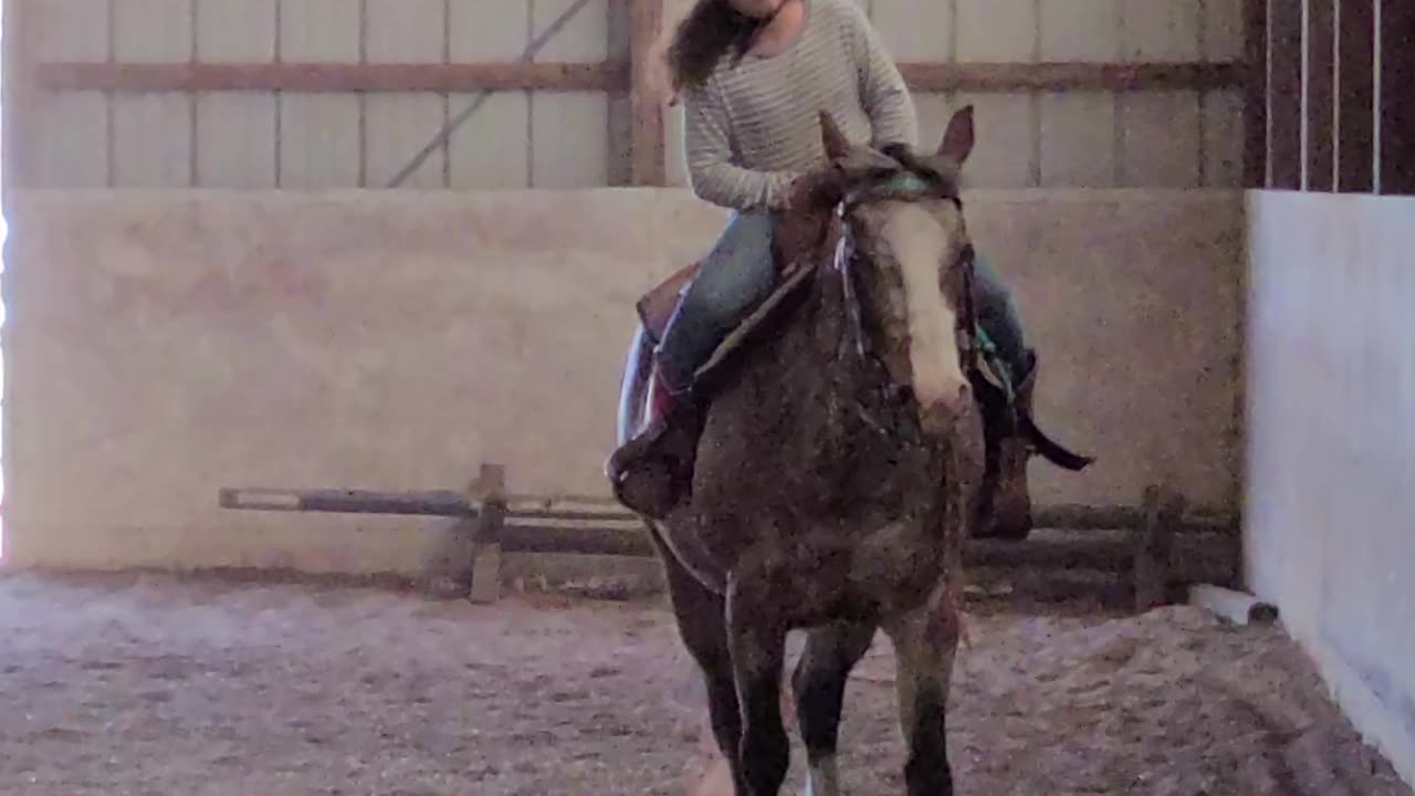 Teaching Diva to stay in a canter
