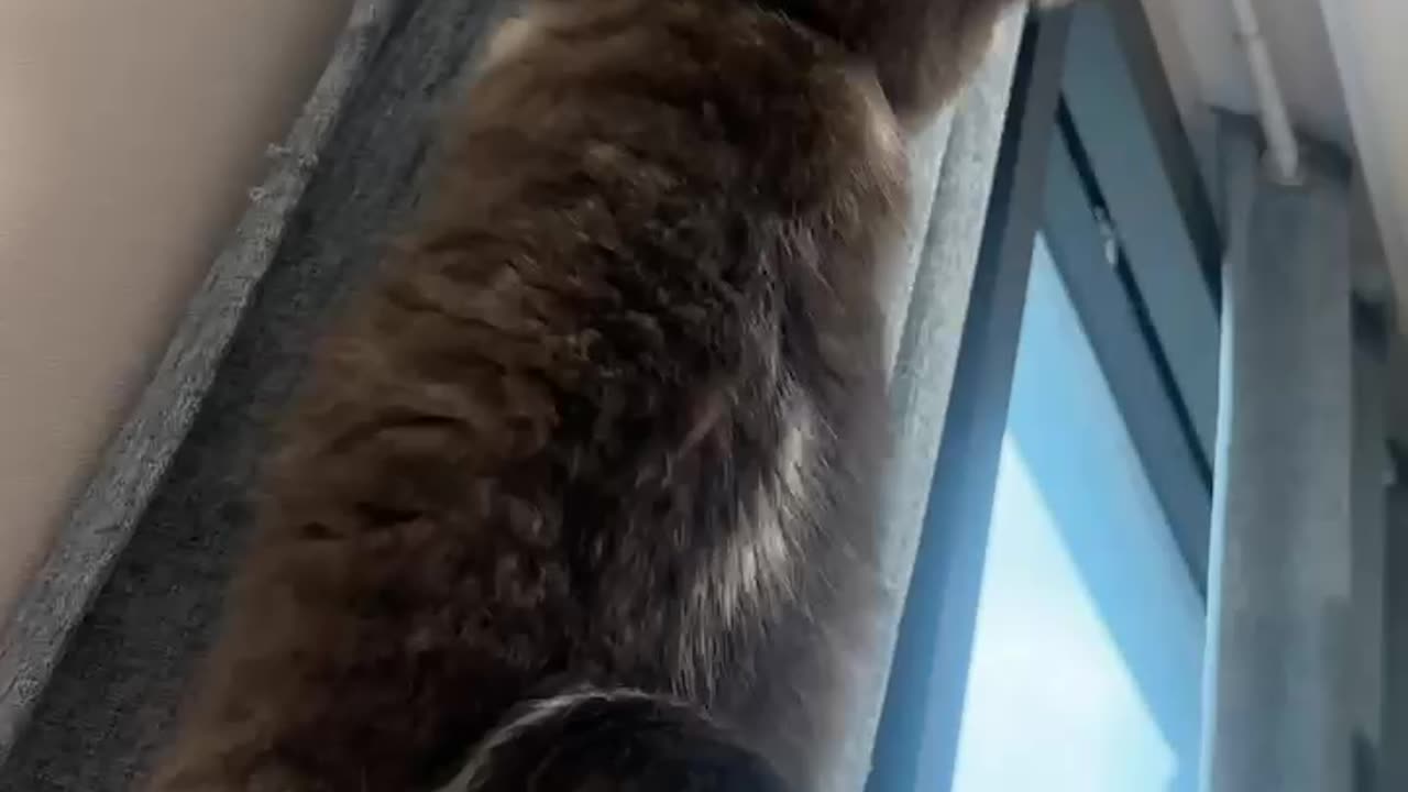Cat lol