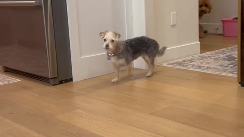 Penny the Dog Didn't Sneak Food Before Her Walk