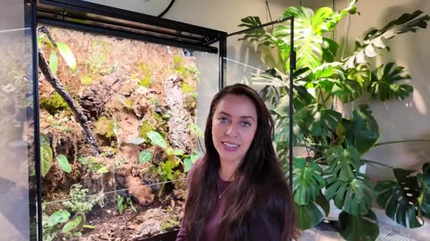 ikea terrarium shelves