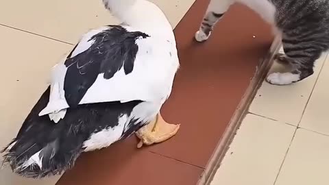 Funny animals fight,😂😂