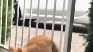 😂🐱 This Chonk Kitty Will Melt Your Heart! | FunFM