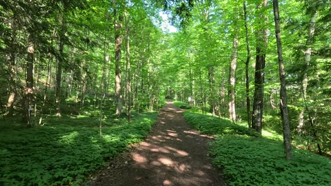 Amazing trail in the forest. Take a virtual tour. In up to 4K UHD.
