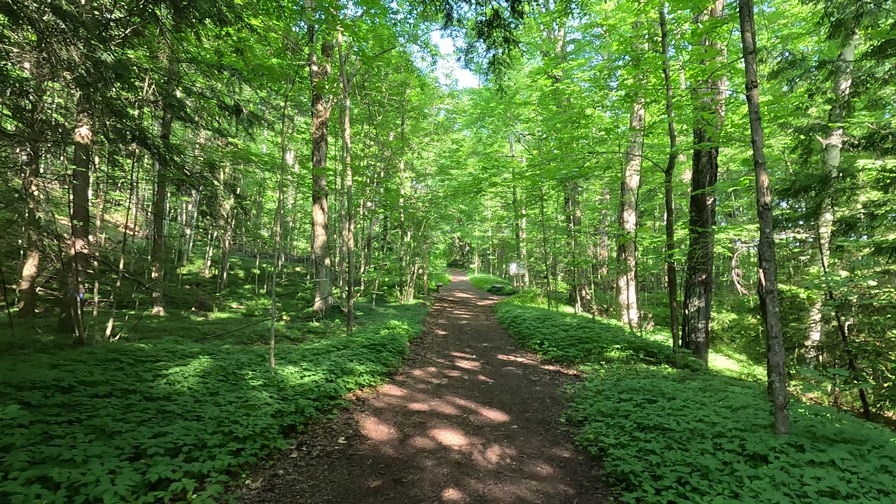 Amazing trail in the forest. Take a virtual tour. In up to 4K UHD.