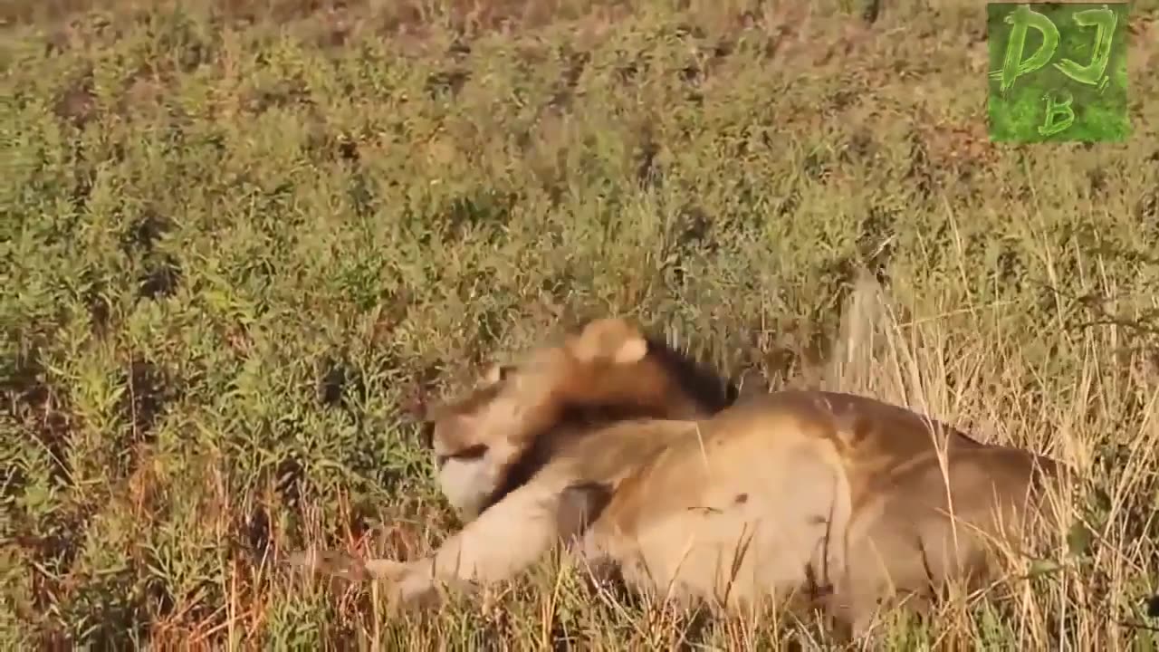 funny animals
