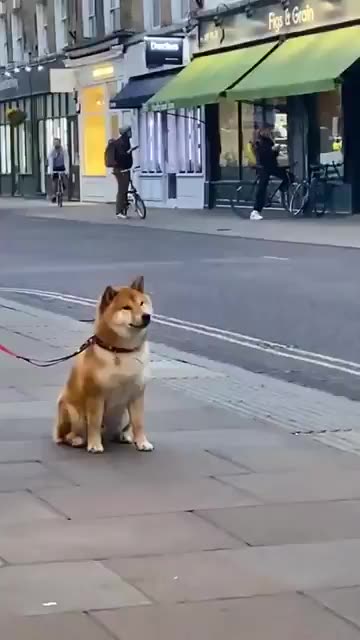 Doggy loves the camera.. 😅