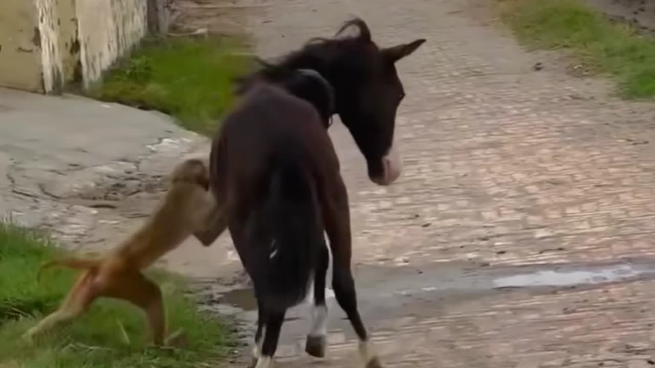 Funny animal real short viral video