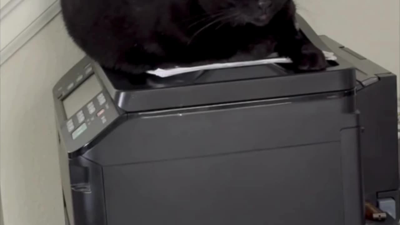Cute Precious Piper Has the Face of a Secret Agent - Adopting a Cat from a Shelter Vlog #shorts
