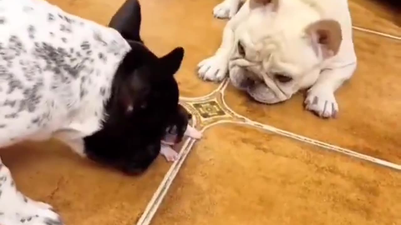 Doggy excitement at the magical moment of the first steps 🐕.