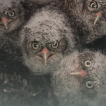 Build it and they will come