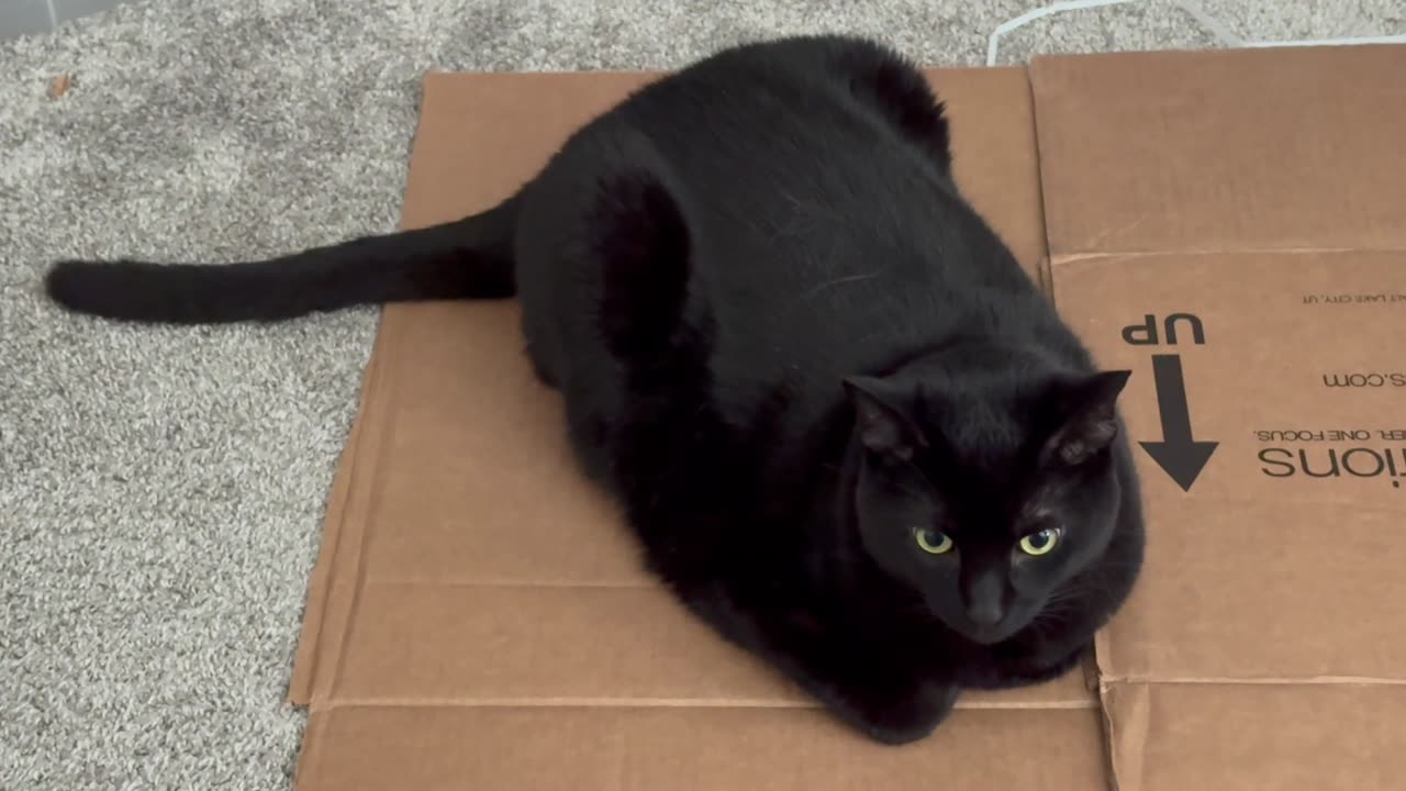 Cute Precious Piper Holds Down a Box in the Office - Adopting a Cat from a Shelter Vlog