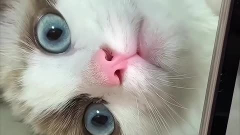 Laborious kitty, set aside your busyness, my playful spirit craves your company!