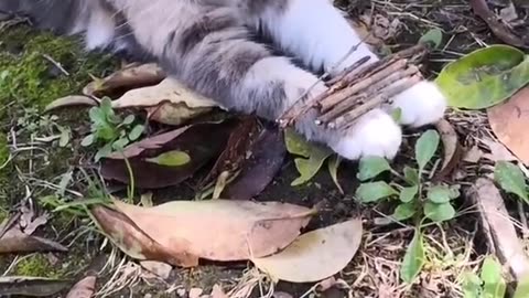 This Cat's Dance Moves Just Broke the Internet! 🕺🐱🔥