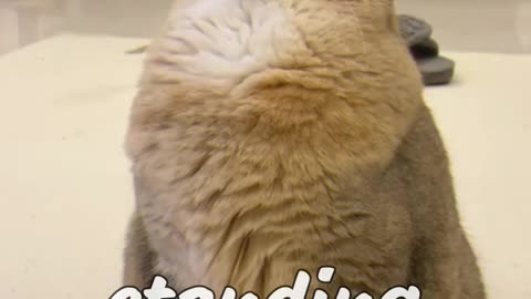 “Dad Refuses to Share the Bed—Cat Sleeps Standing! 😂”