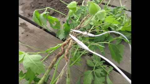 Hidden Core Of Love Heartseed Roots Sept 2022