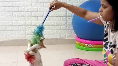 Funny Cats 144 Playing With Carton