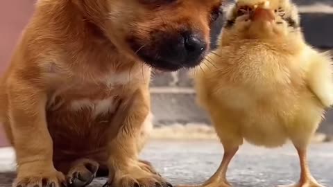 Funniest Animal Moments That Will Make You Laugh