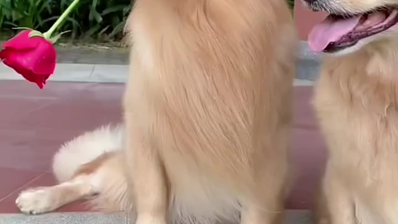 Funny animals