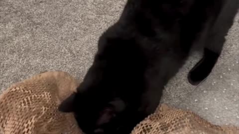 Cute Precious Piper Inspects the Packing Material - My Adopted Shelter Cat Vlog #shorts